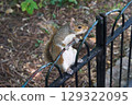 Squirrel in St James Park near the Buckingham Palace in London 129322095