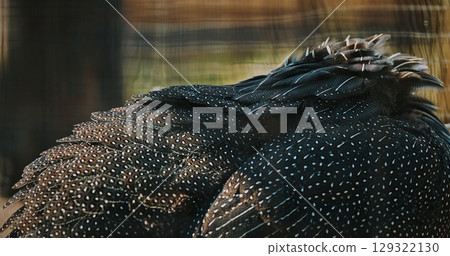 The vulturine guinea fowl - Acryllium vulturinum - is the largest extant species of guinea fowl. Close up of colorful feathers The vulturine guinea fowl - Acryllium vulturinum - is the largest extant species of guinea fowl. Close up of colorful feathers 129322130