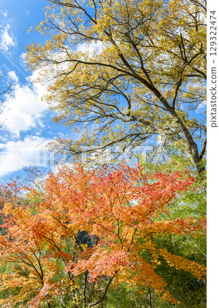 明亮的紅楓葉在藍色的秋日天空和雲彩的背景下 129322474