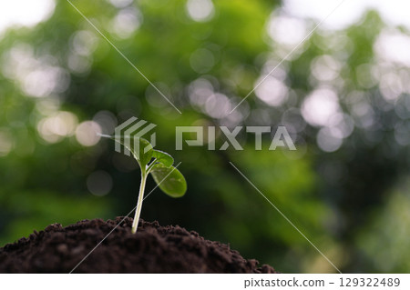 homegrown vegetable sprout growing with bokeh light background 129322489