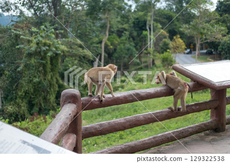 Two monkeys climbing on the fence Two monkeys climbing on the fence 129322538