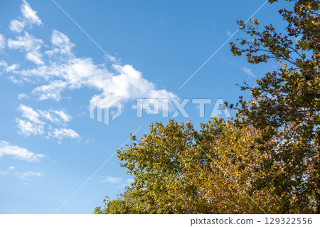 Green and yellow leaves with blue sky in the background Green and yellow leaves with blue sky in the background 129322556