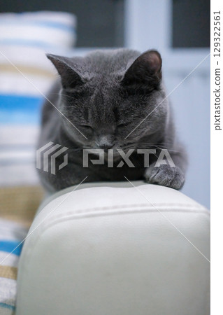 9 months old British Blue, British Shorthair cat sleeping on the armrest of the chair 129322561