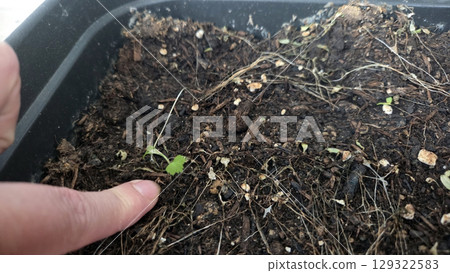 Nurturing seedlings in fresh soil for sustainable gardening and plant growth 129322583