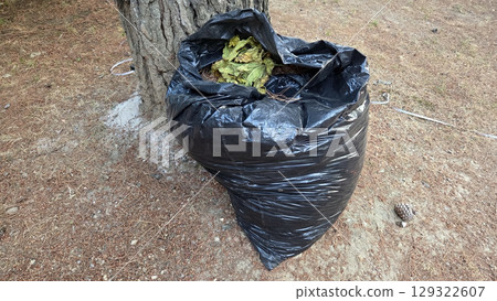 Outdoor cleanup concept with black garbage bag full of leaves Outdoor cleanup concept with black garbage bag full of leaves 129322607