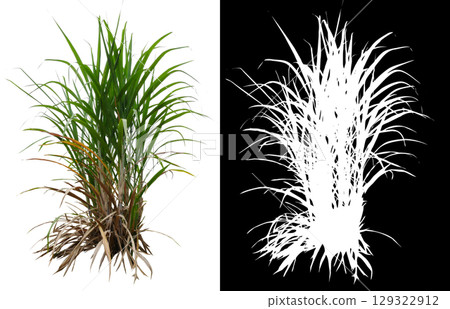 isolated sugar plant isolated on white background with clipping path  129322912