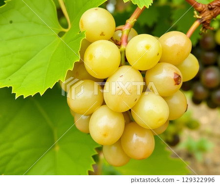 Ripe Golden Grapes on a Lush Vineyard Vine 129322996