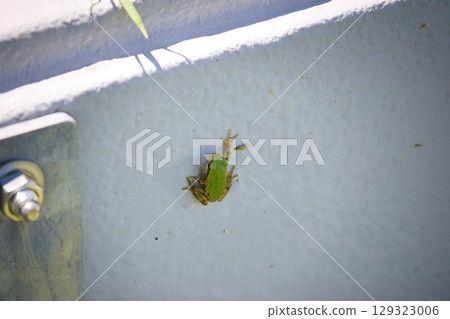 A cute little tree frog clinging to the wall A cute little tree frog clinging to the wall 129323006