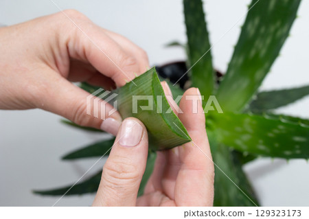 Using Aloe Vera Leaf for Natural Remedies and Skincare Benefits 129323173
