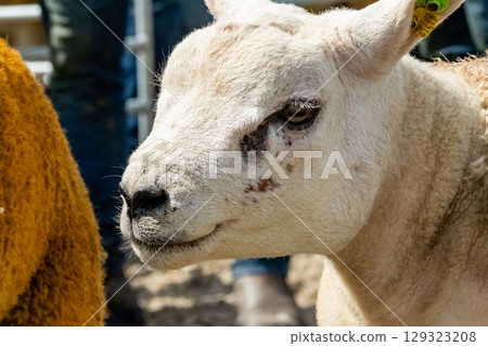 Texel sheep at the Meenacross Agricultural Show in Ireland Texel sheep at the Meenacross Agricultural Show in Ireland 129323208
