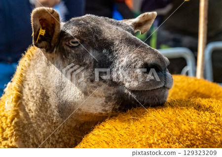 Sheep at the Meenacross Agricultural Show in Ireland Sheep at the Meenacross Agricultural Show in Ireland 129323209