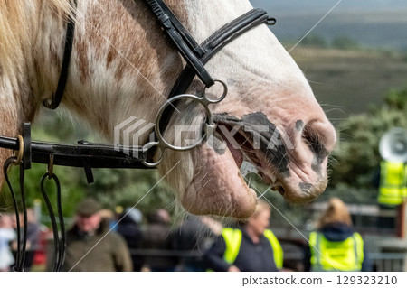 Close up of horse face and harness Close up of horse face and harness 129323210