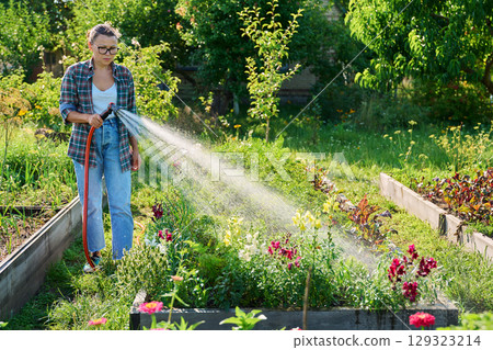 Woman with hose watering vegetable flower plants on raised garden bed 129323214
