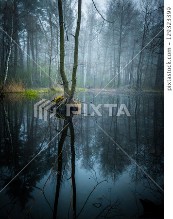 Tree growing in a swamp. Dark natural background. Picturesque view of green forest with swamp Tree growing in a swamp. Dark natural background. Picturesque view of green forest with swamp 129323399