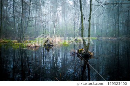 Tree growing in a swamp. Dark natural background. Picturesque view of green forest with swamp 129323400