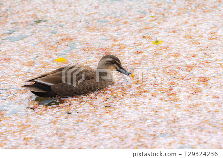 櫻花花瓣和鴨子 櫻花花瓣和鴨子 129324236
