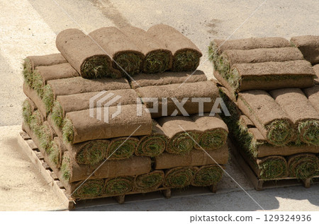Freshly Harvested Grass Rolls Ready for Installation Freshly Harvested Grass Rolls Ready for Installation 129324936
