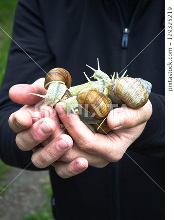 Grape snail sitting on hand, human about organic farming and delicate balance of nature, terrestrial Grape snail sitting on hand, human about organic farming and delicate balance of nature, terrestrial 129325219