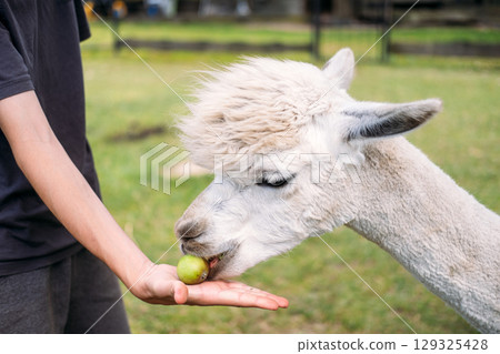 White alpaca being gently hand-fed by a person in a grassy outdoor setting on a sunny day. Alpaca-based wellness, animal therapy, mindful travel, eco-retreat experiences 129325428