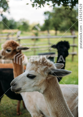 Freshly shorn alpacas resting and standing in the shade of a tree on a grassy farm. Ethical farming, sustainable wool, cruelty-free fiber, slow fashion economy 129325429