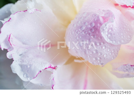 Beautiful white peony with dew drops close-up, selective focus 129325493