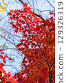 日本楓樹十二月 129326319