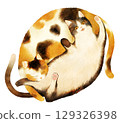 兩隻貓一起躺著的插圖 129326398