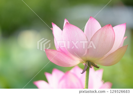 Lotus flowers, pure flowers, Hibiya Kadan Ofuna Flower Center Lotus flowers, pure flowers, Hibiya Kadan Ofuna Flower Center 129326683