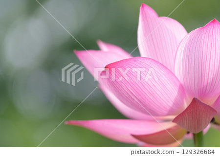 Lotus flowers, pure flowers, Hibiya Kadan Ofuna Flower Center Lotus flowers, pure flowers, Hibiya Kadan Ofuna Flower Center 129326684