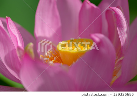 Lotus flowers, pure flowers, Hibiya Kadan Ofuna Flower Center Lotus flowers, pure flowers, Hibiya Kadan Ofuna Flower Center 129326696