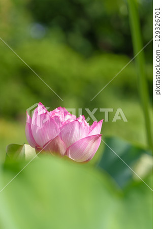 Lotus flowers, pure flowers, Hibiya Kadan Ofuna Flower Center Lotus flowers, pure flowers, Hibiya Kadan Ofuna Flower Center 129326701
