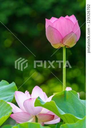 Lotus flowers, pure flowers, Hibiya Kadan Ofuna Flower Center 129326702