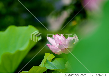 蓮花、純花、日比谷花壇大船花卉中心 蓮花、純花、日比谷花壇大船花卉中心 129326711