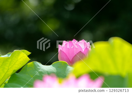 Lotus flowers, pure flowers, Hibiya Kadan Ofuna Flower Center Lotus flowers, pure flowers, Hibiya Kadan Ofuna Flower Center 129326713
