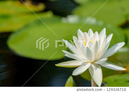 蓮花、純花、日比谷花壇大船花卉中心 129326718