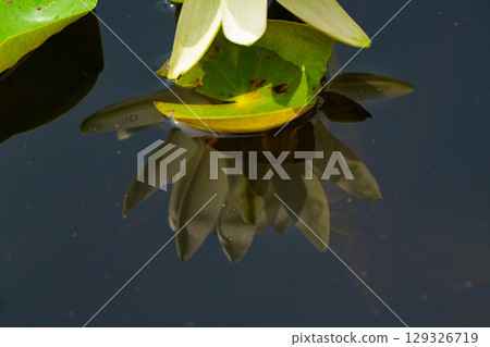 蓮花、純花、日比谷花壇大船花卉中心 129326719