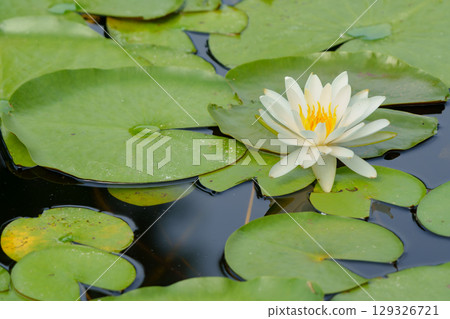 Lotus flowers, pure flowers, Hibiya Kadan Ofuna Flower Center Lotus flowers, pure flowers, Hibiya Kadan Ofuna Flower Center 129326721
