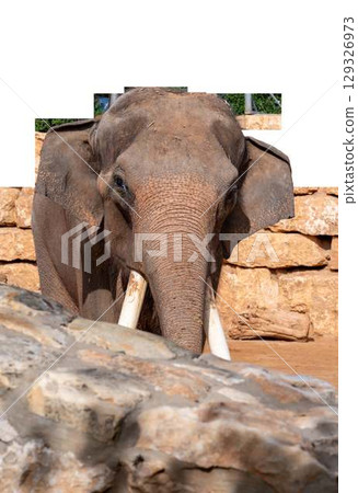 Elephant portrait. Elephant with open mouth. Elephant on a transparent background. . High quality photo Elephant portrait. Elephant with open mouth. Elephant on a transparent background. . High quality photo 129326973