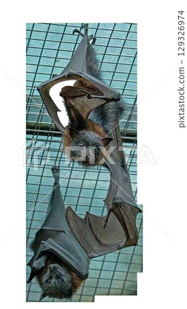 Lesser Horseshoe Bat Rhinolophus hipposideros on a transparent background. High quality photo 129326974