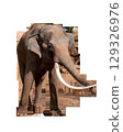 Elephant portrait. Elephant with open mouth. Elephant on a transparent background. . High quality photo 129326976
