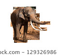 Elephant portrait. Elephant with open mouth. Elephant on a transparent background. . High quality photo 129326986
