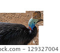 beautiful bird cassowary or burung cassowary on transparent background. High quality photo 129327004