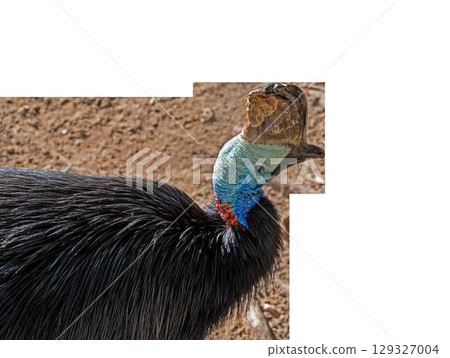 beautiful bird cassowary or burung cassowary on transparent background. High quality photo 129327004