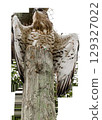 Red-tailed hawk perched on vertical pole on transparent background. High quality photo 129327022