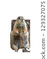 brown wild gopher sits on hind legs on transparent background. High quality photo 129327075