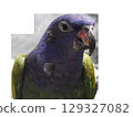 Blue-headed Parrot Pionus menstruus close-up portrait on a light background . High quality photo 129327082