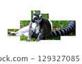 Lemur sitting close-up on transparent background. High quality photo 129327085