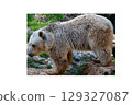 Brown bear standing on four legs on transparent background. High quality photo 129327087