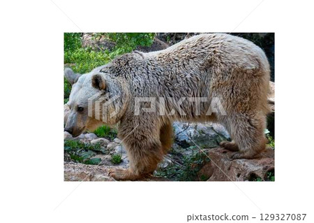 Brown bear standing on four legs on transparent background. High quality photo Brown bear standing on four legs on transparent background. High quality photo 129327087