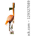 Red flamingos standing on one leg in water. High quality photo 129327089
